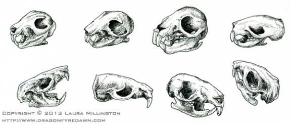 Rodent Skulls