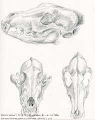 Coyote skull studies
