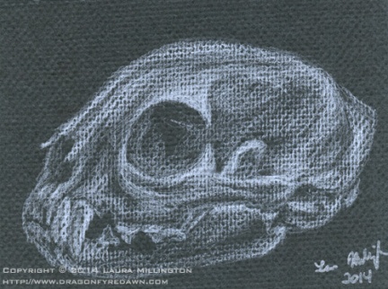 Bobcat skull study