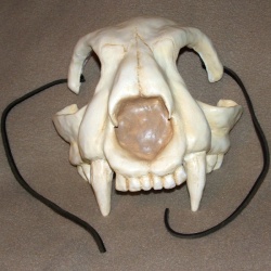 Feline Skull Mask
